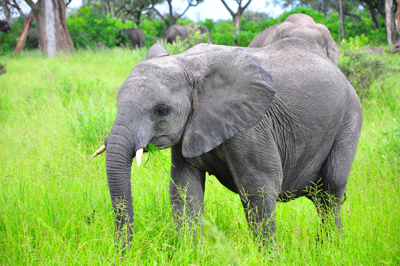 Image Concealment Films - MH Studios